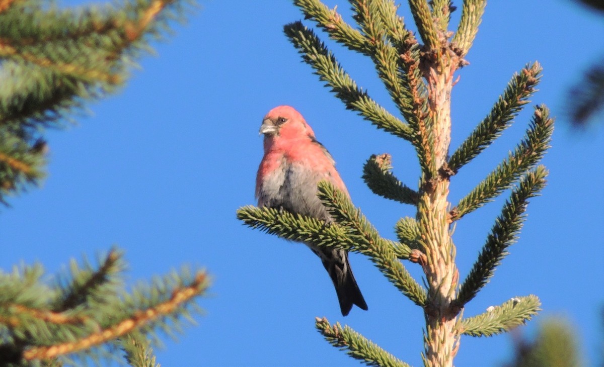 White-winged Crossbill - ML395394661