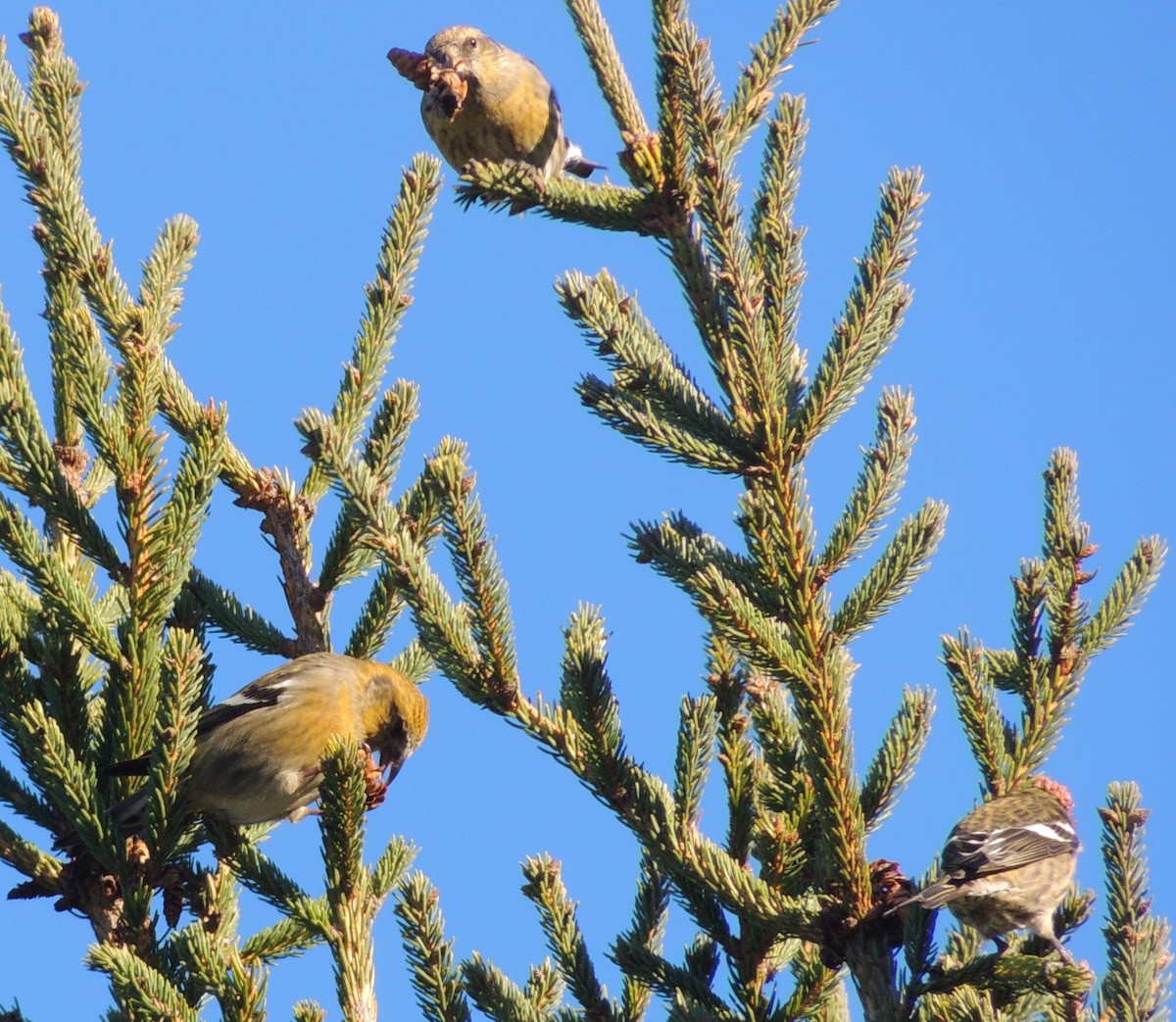White-winged Crossbill - ML395394771