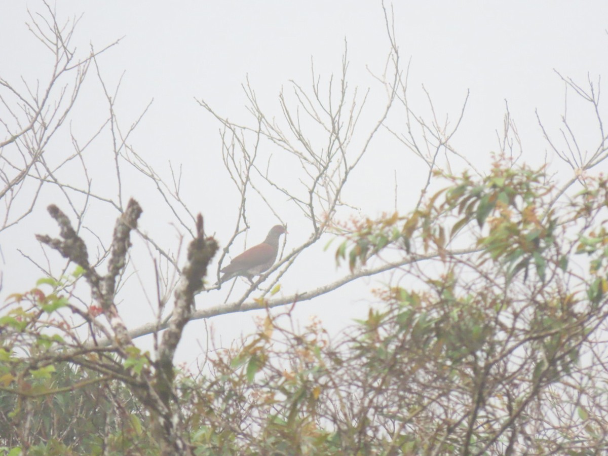 Scaled Pigeon - ML395395041