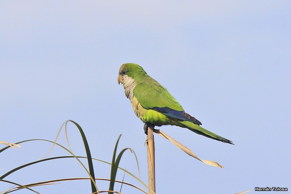 Monk Parakeet - Hernán Tolosa