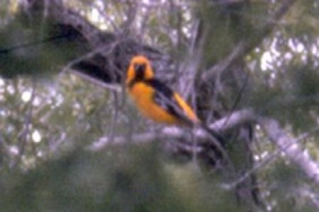 Altamira Oriole - Larry Neily