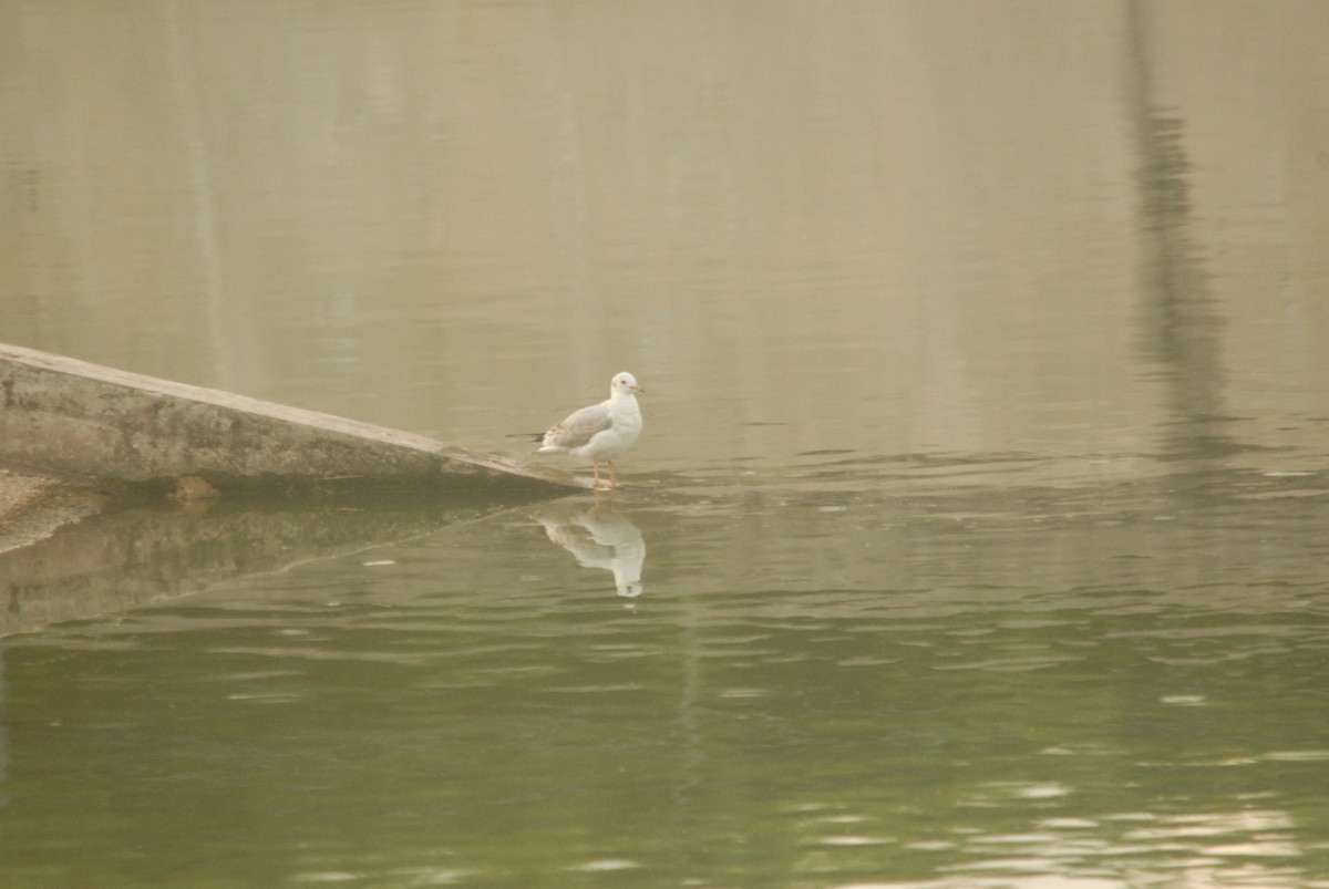 Black-headed Gull - ML39540141