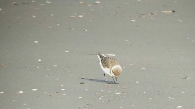 Kentish Plover - ML395403001