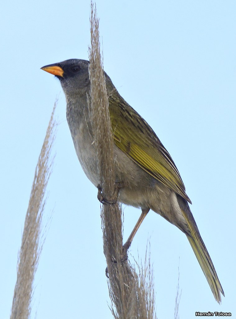 Great Pampa-Finch - ML39540321