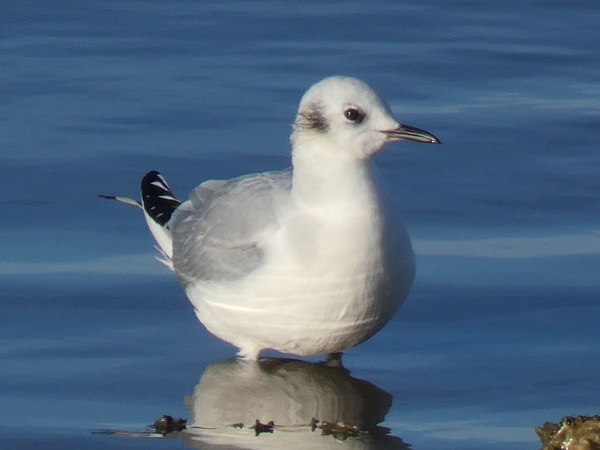 Bonaparte's Gull - Alexander  Carriel