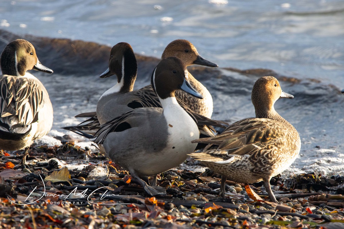 Northern Pintail - ML395403741
