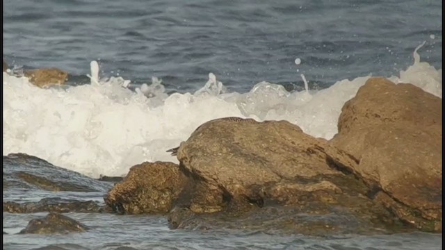 Eurasian Curlew - ML395404121