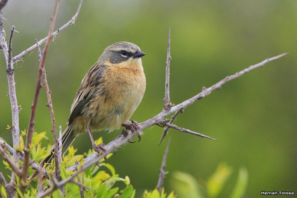 Long-tailed Reed Finch - ML39540441