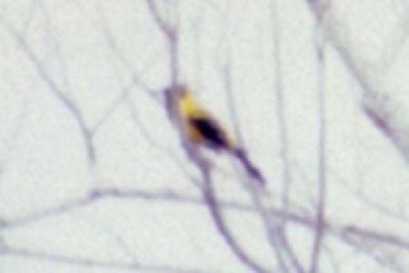 Oriole d'Audubon - ML39540451