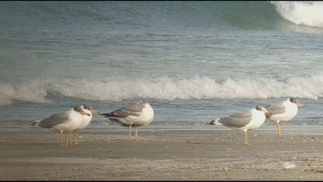 Pallas's Gull - ML395404941