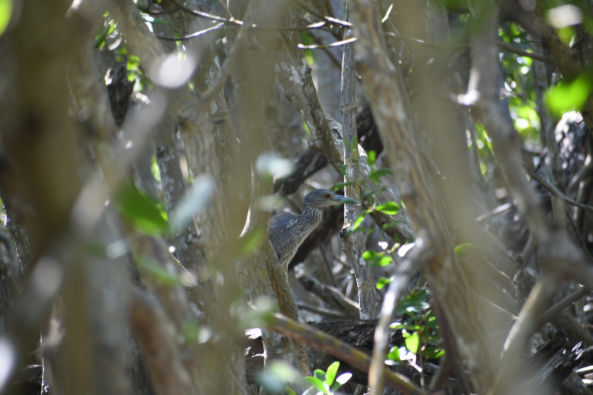 Yellow-crowned Night Heron - ML395405341