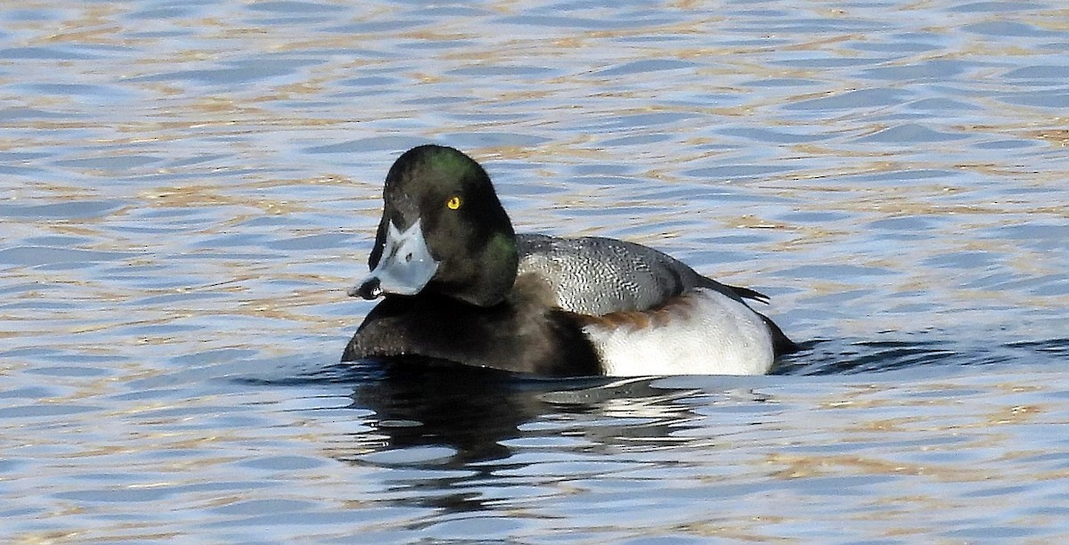 Greater Scaup - ML395406121