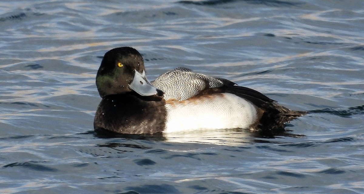 Greater Scaup - ML395406231