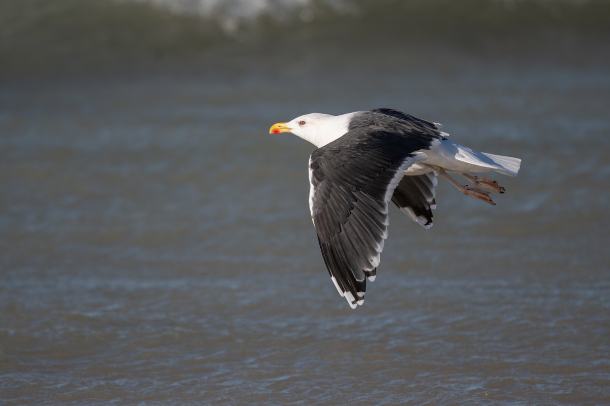 Great Black-backed Gull - ML395406321