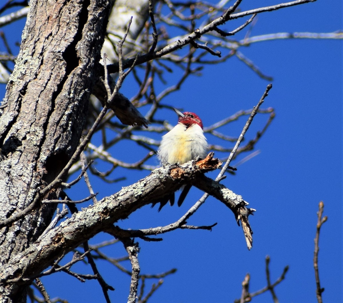 Red-headed Woodpecker - ML395408221