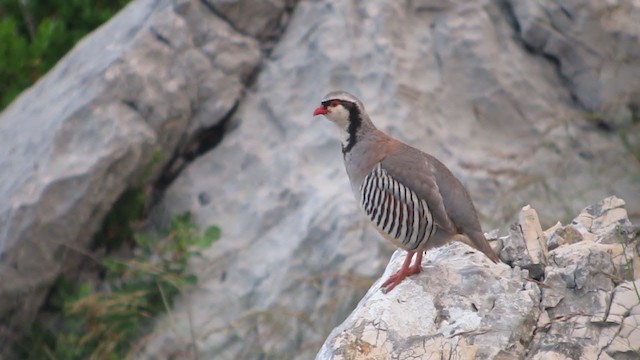 Rock Partridge - ML395408681