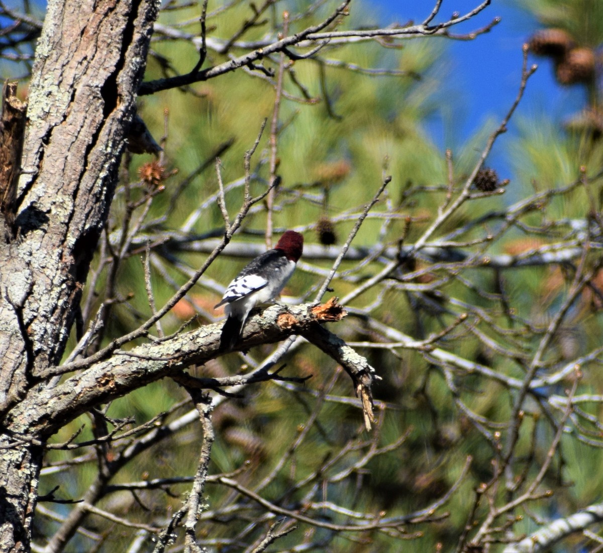 Red-headed Woodpecker - ML395408751