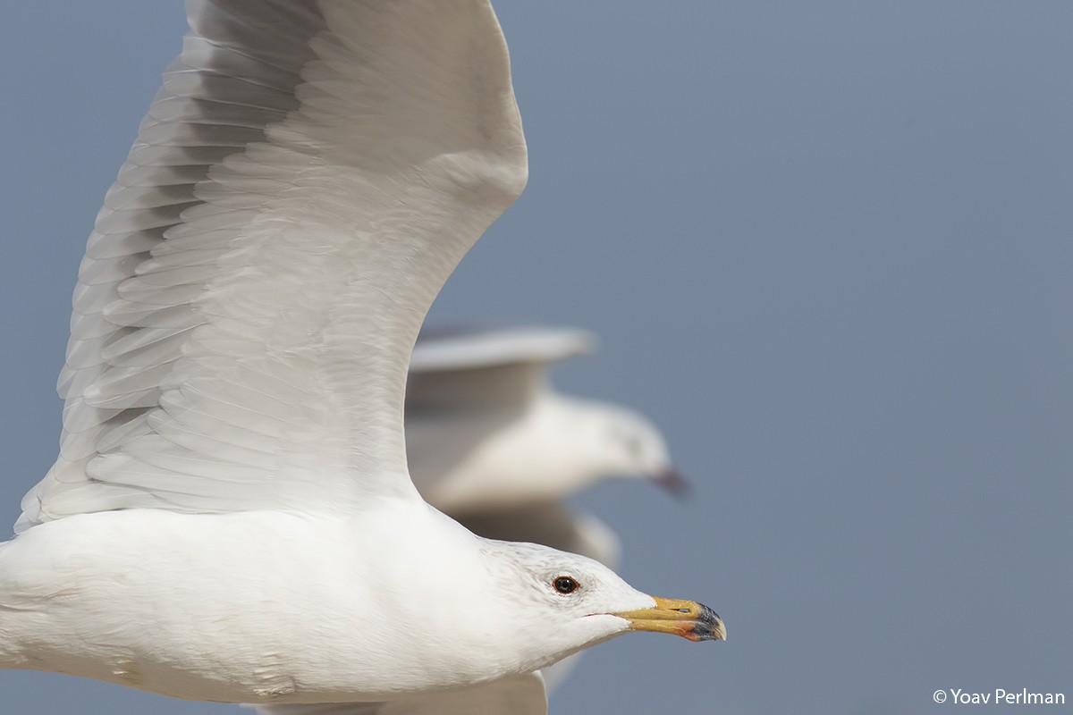 Armenian Gull - ML395409761