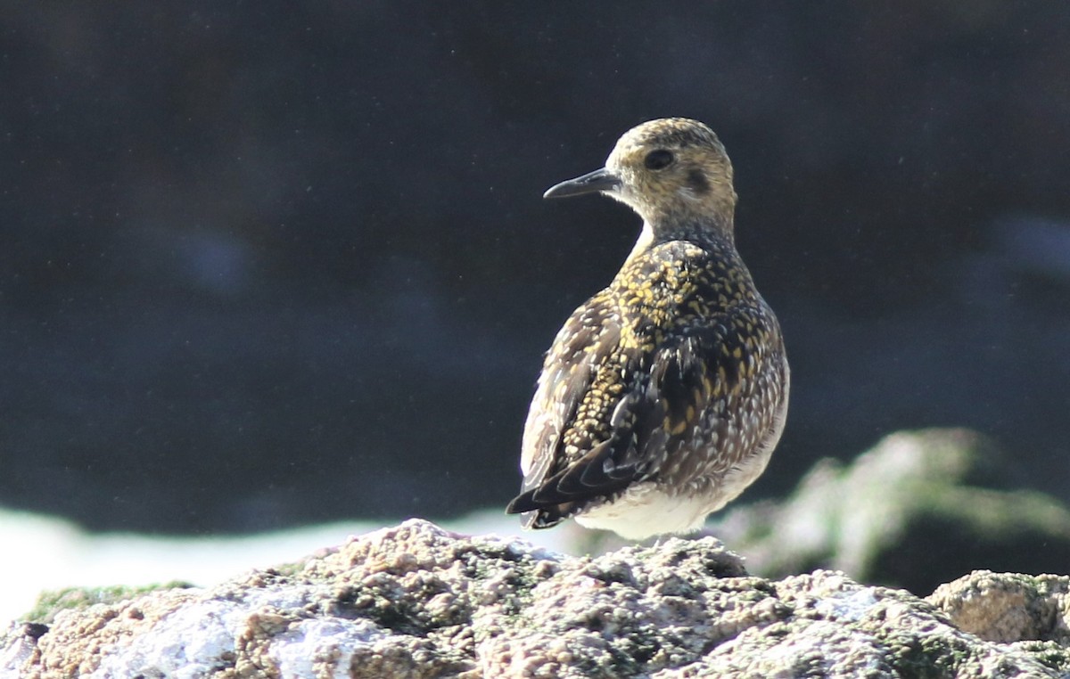 Chorlito Dorado Siberiano - ML395412311