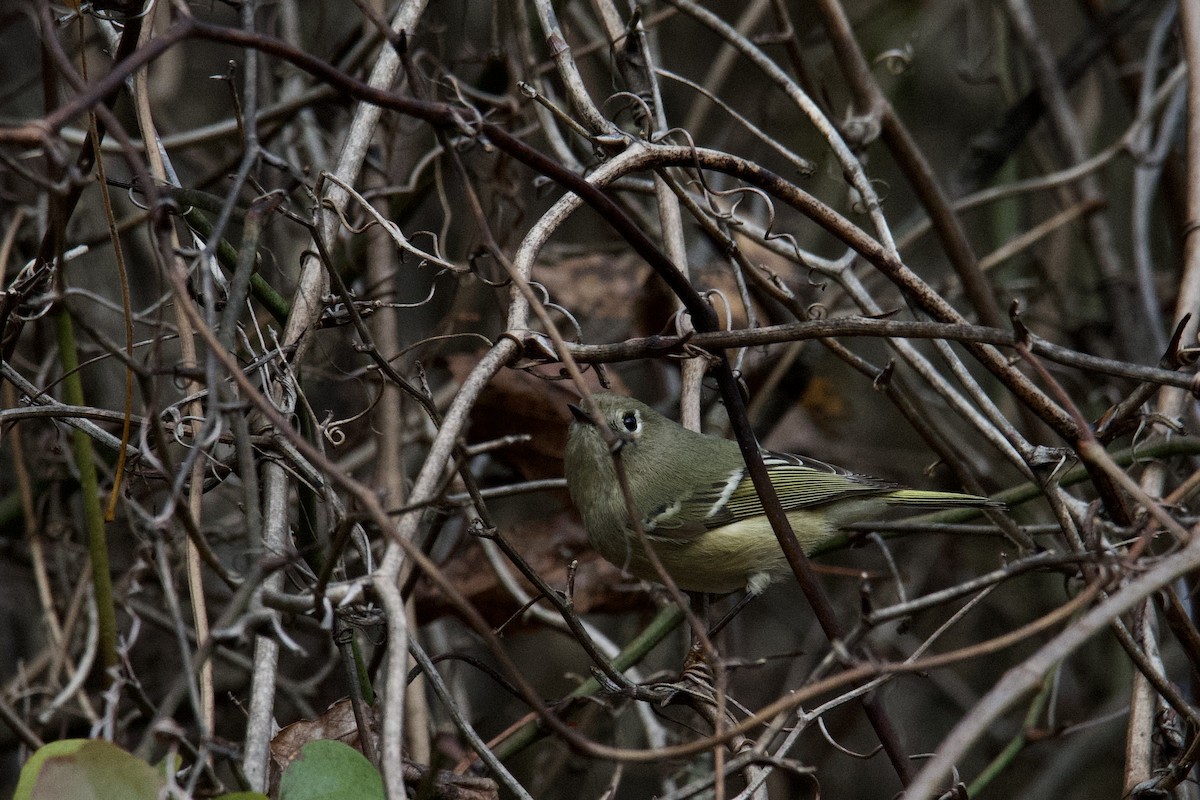 Ruby-crowned Kinglet - ML395412911