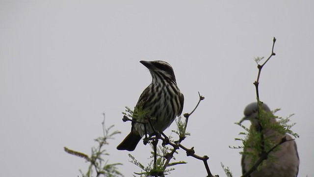 Streaked Flycatcher - ML395413601