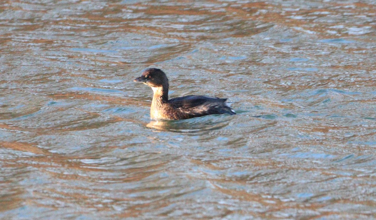 Pied-billed Grebe - ML395414841