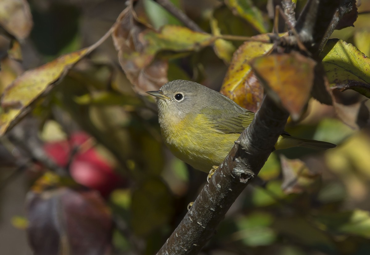 Nashville Warbler - Ronnie d'Entremont