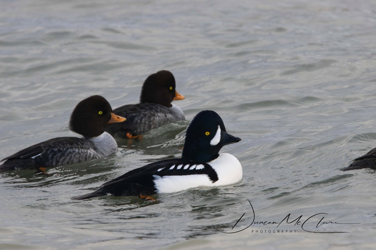 Barrow's Goldeneye - ML395416061