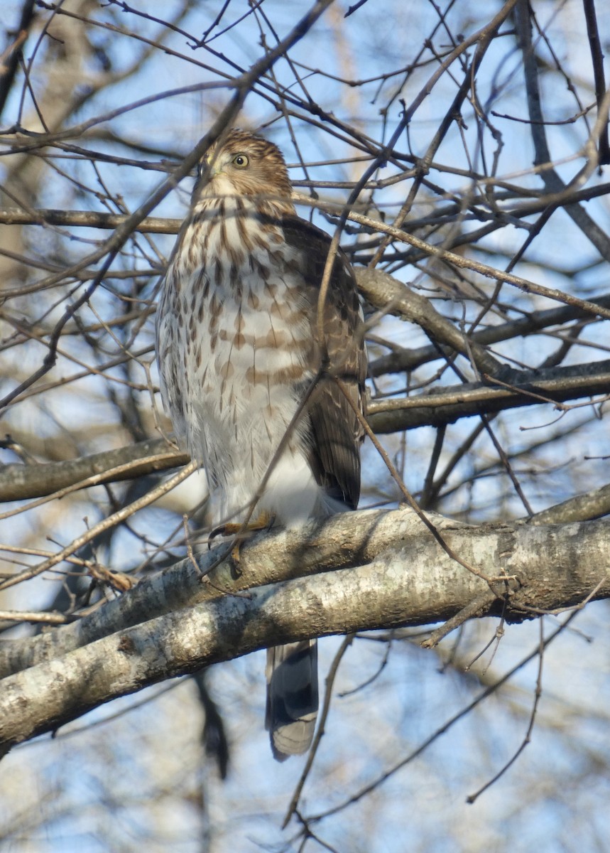 Cooper's Hawk - ML395416511