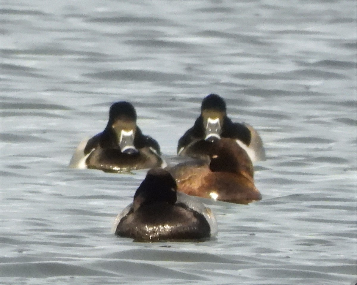 Ring-necked Duck - Dale Floer