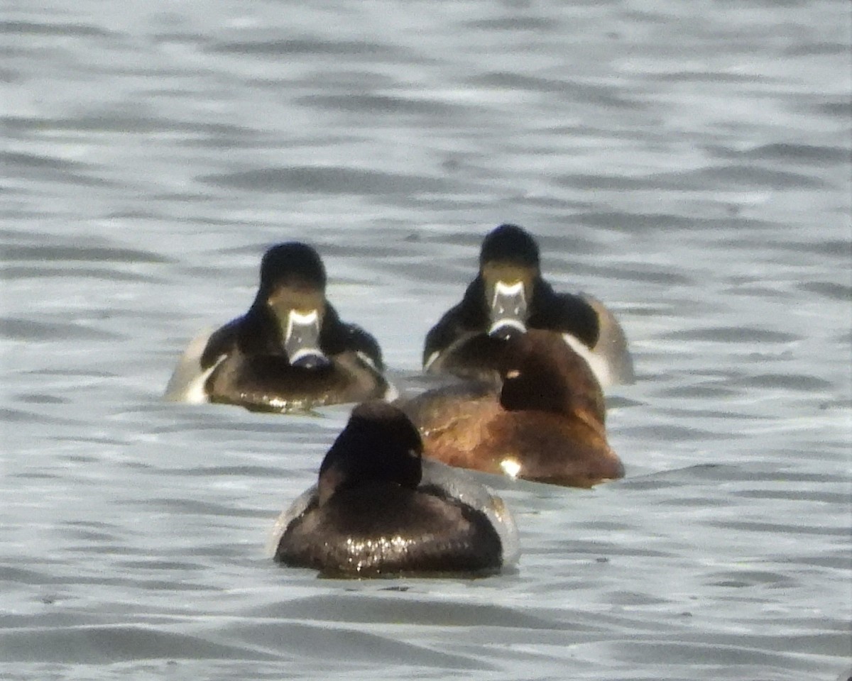 Ring-necked Duck - ML395417431