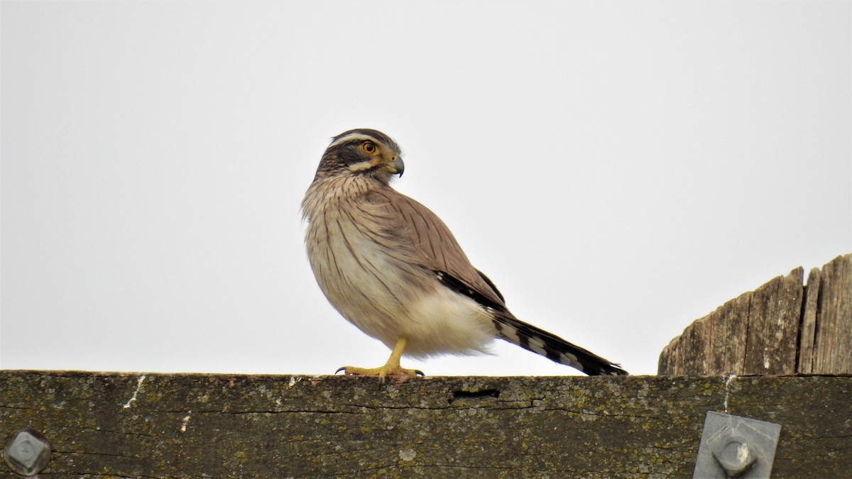 Spot-winged Falconet - ML395418661