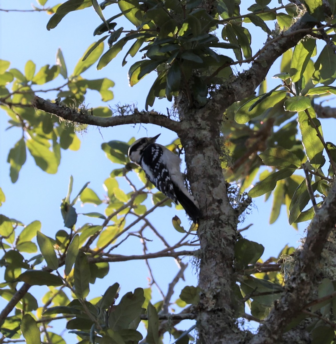 Downy Woodpecker - David Muth