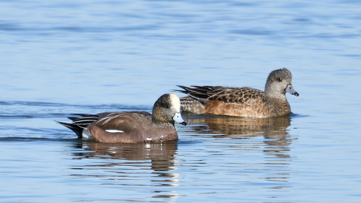 American Wigeon - ML395420141