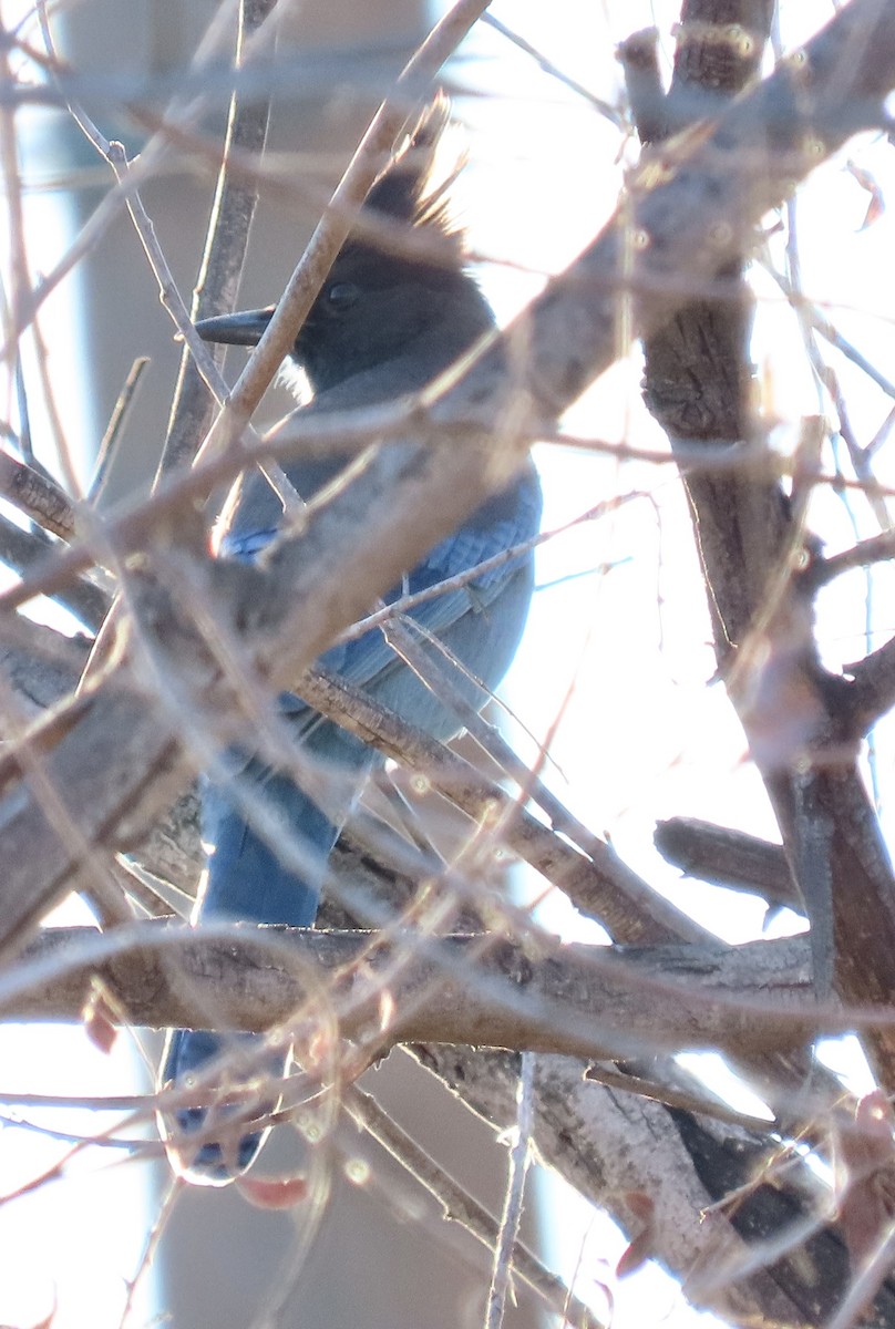 Steller's Jay - ML395420741