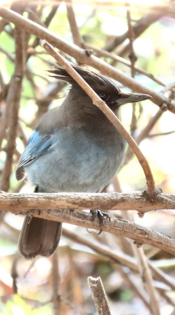 Steller's Jay - ML395420751