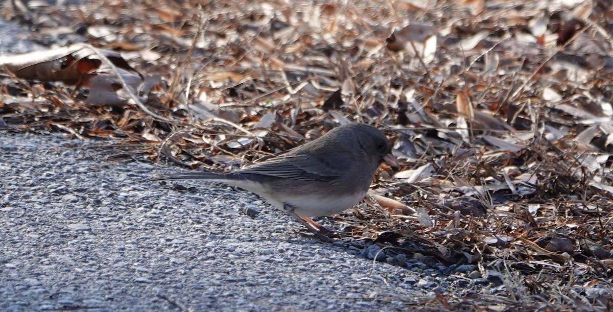 Dark-eyed Junco - ML395421331