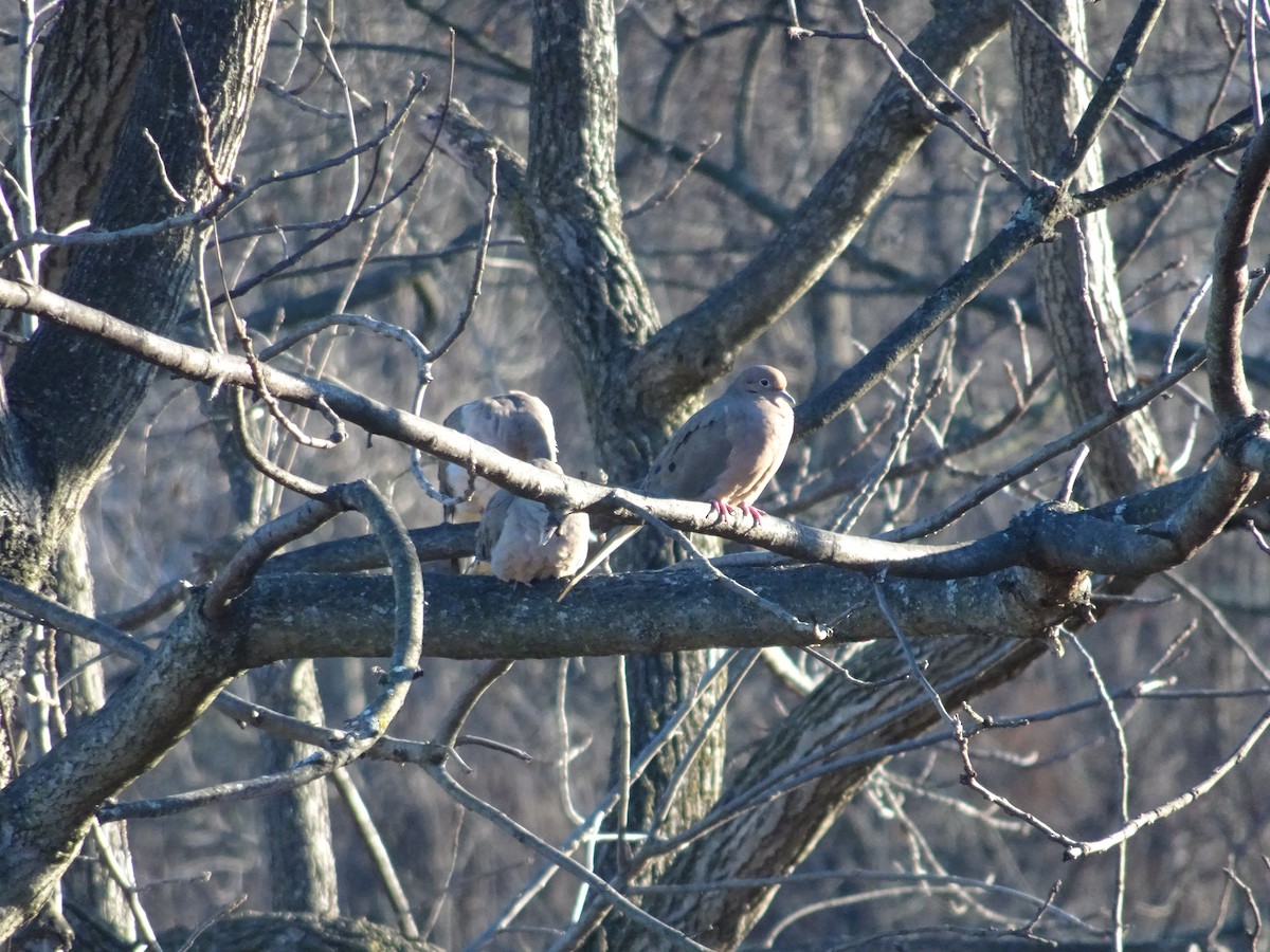 Mourning Dove - ML395422441