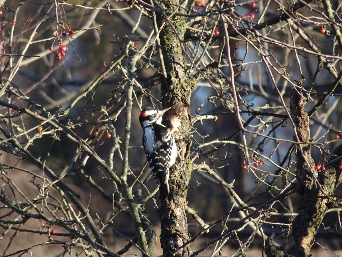 Hairy Woodpecker - ML395422701