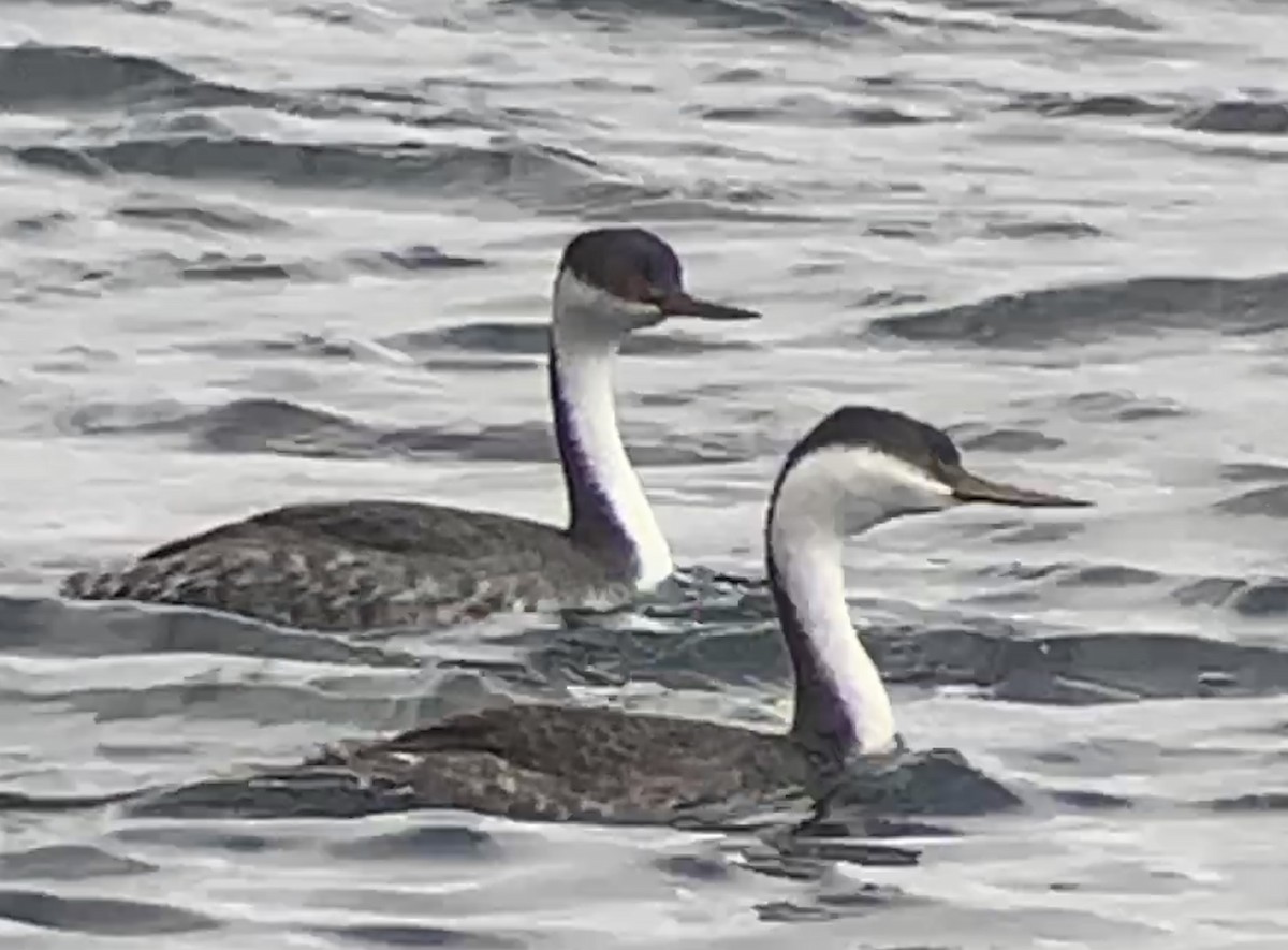 Western Grebe - ML395423471