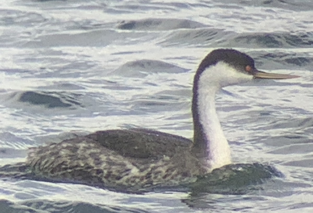 Western Grebe - ML395423491