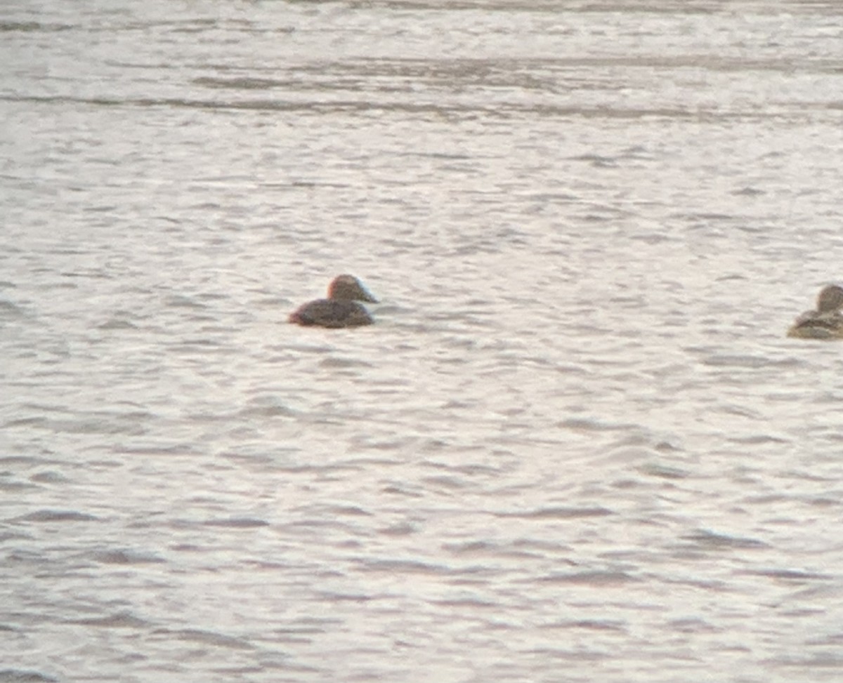 Common Eider - ML395424871