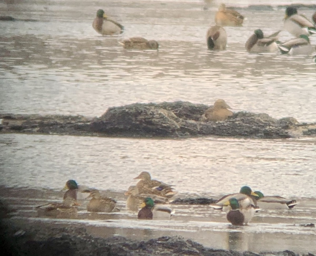 Common Eider - ML395424881