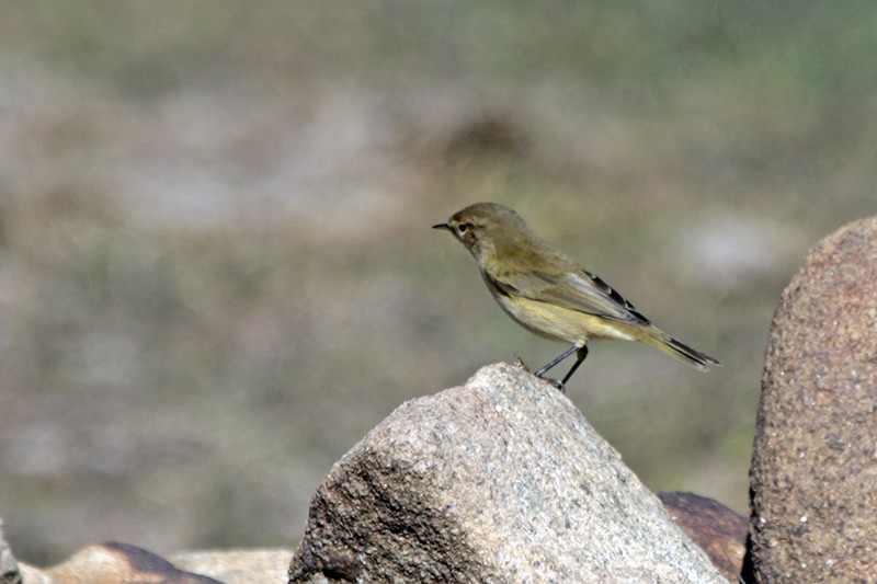 Common Chiffchaff - ML39542501