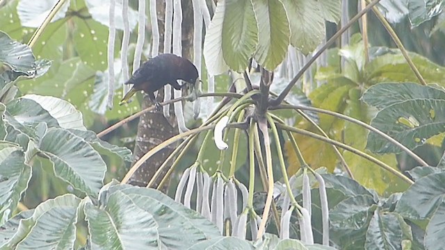 Chestnut-headed Oropendola - ML395425381