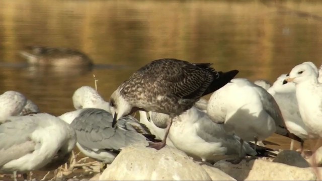 Lesser Black-backed Gull - ML395425641