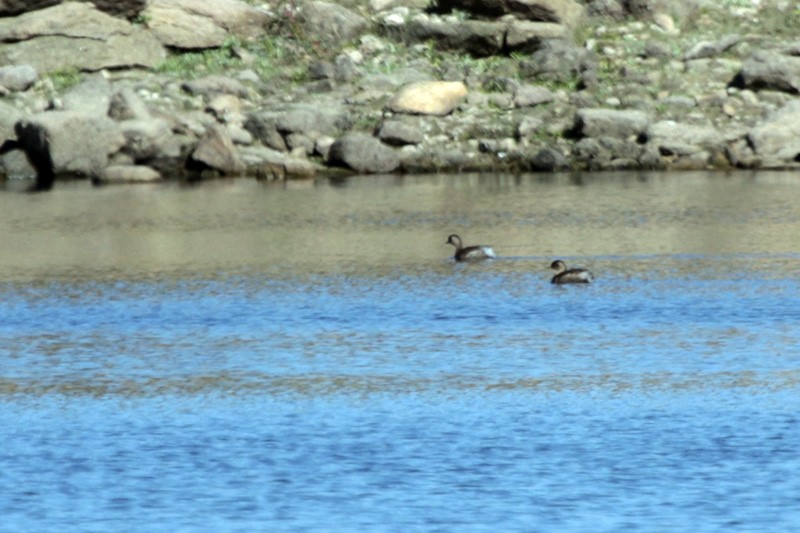 Little Grebe - ML39542571