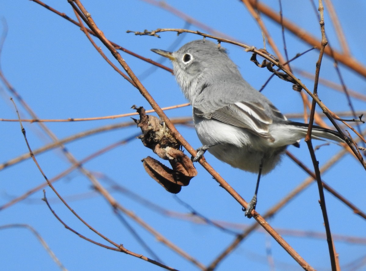 Blue-gray Gnatcatcher - ML395426071