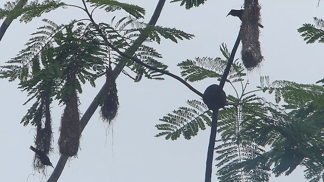 Chestnut-headed Oropendola - ML395426251