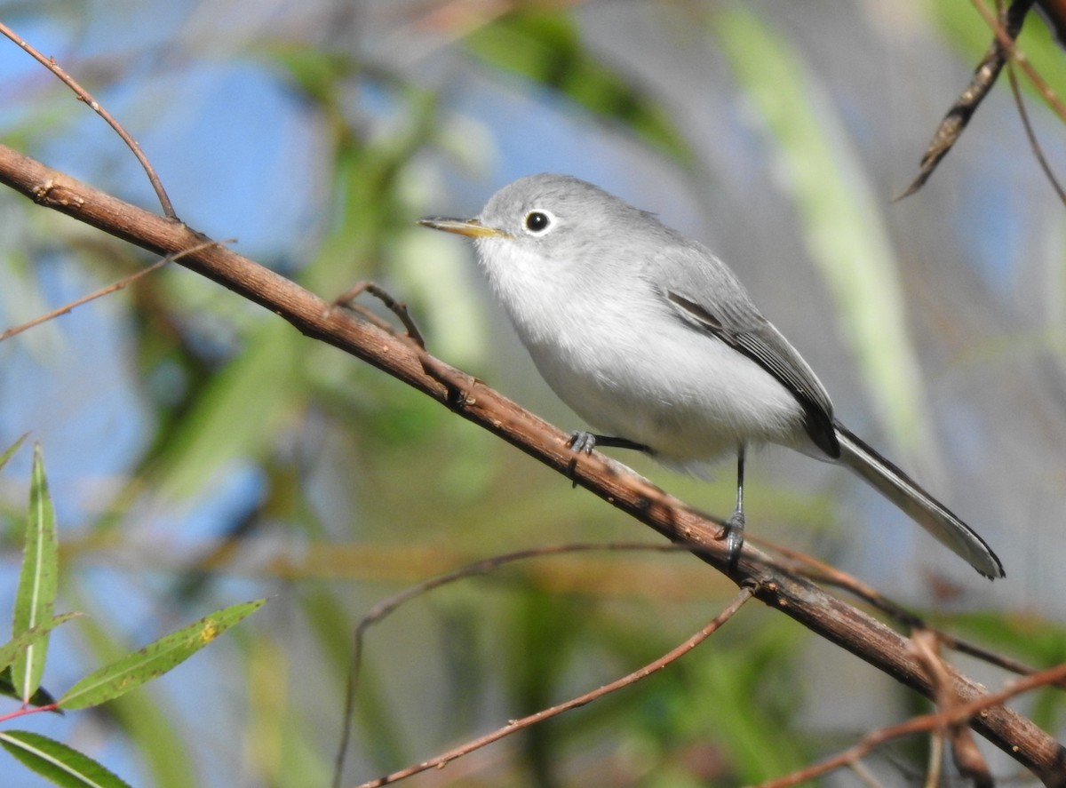 Blue-gray Gnatcatcher - Daniel Lane